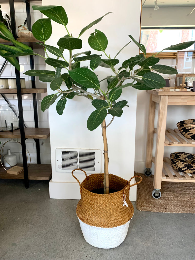 Ficus Audrey