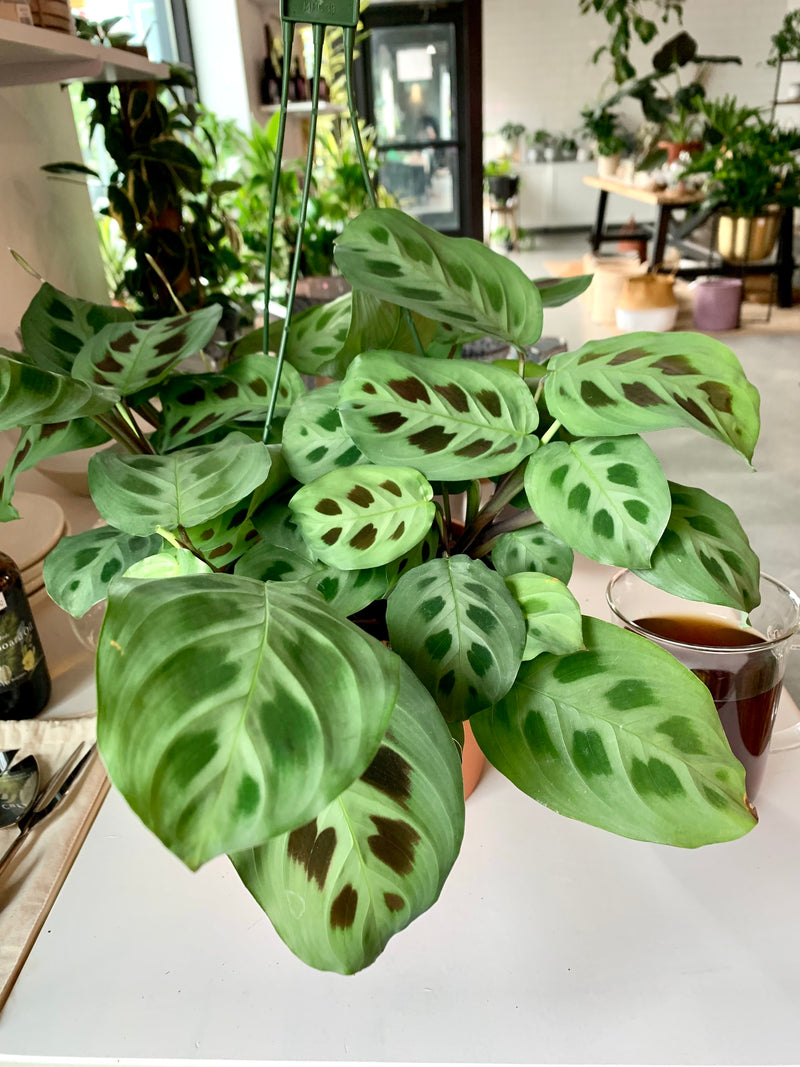 Maranta Green -Prayer Plant