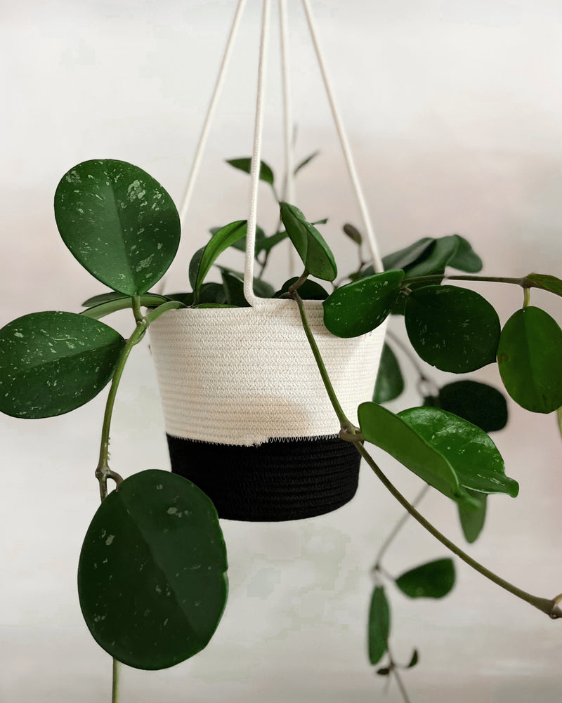 Hoya | Obovata