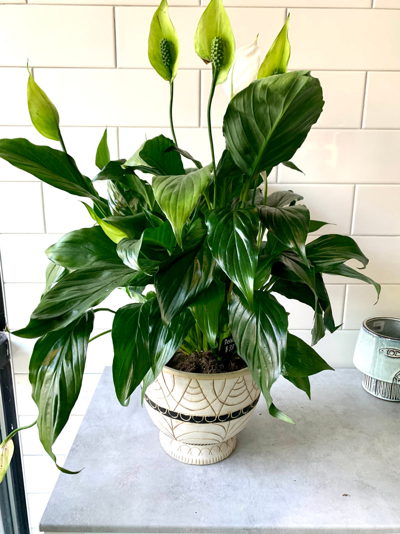 Spathiphyllum (Peace Lily)