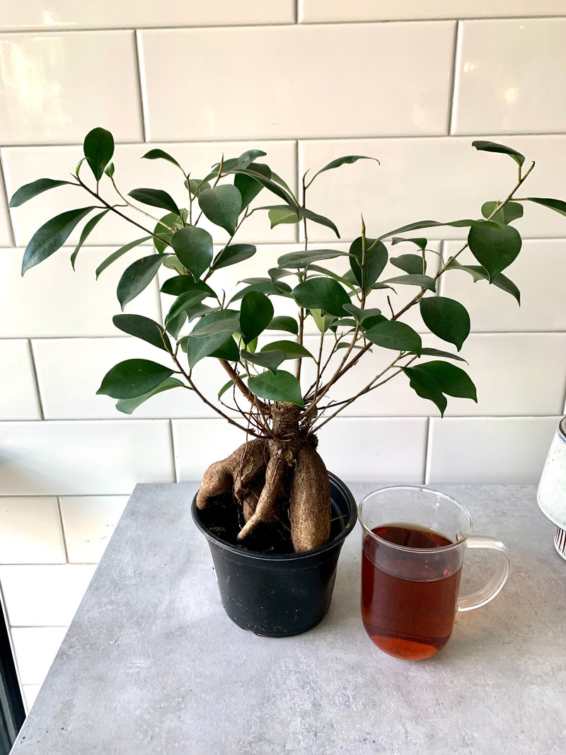 Ficus Ginseng (Bonsai)