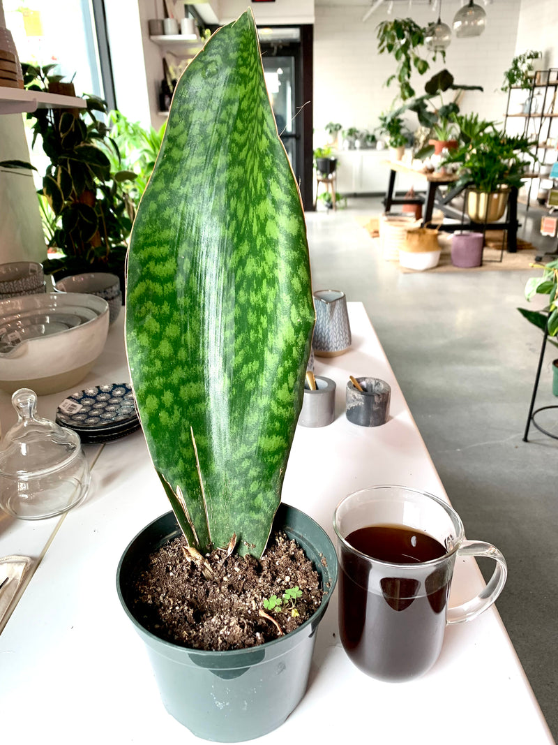 Sansevieria - Whale Fin