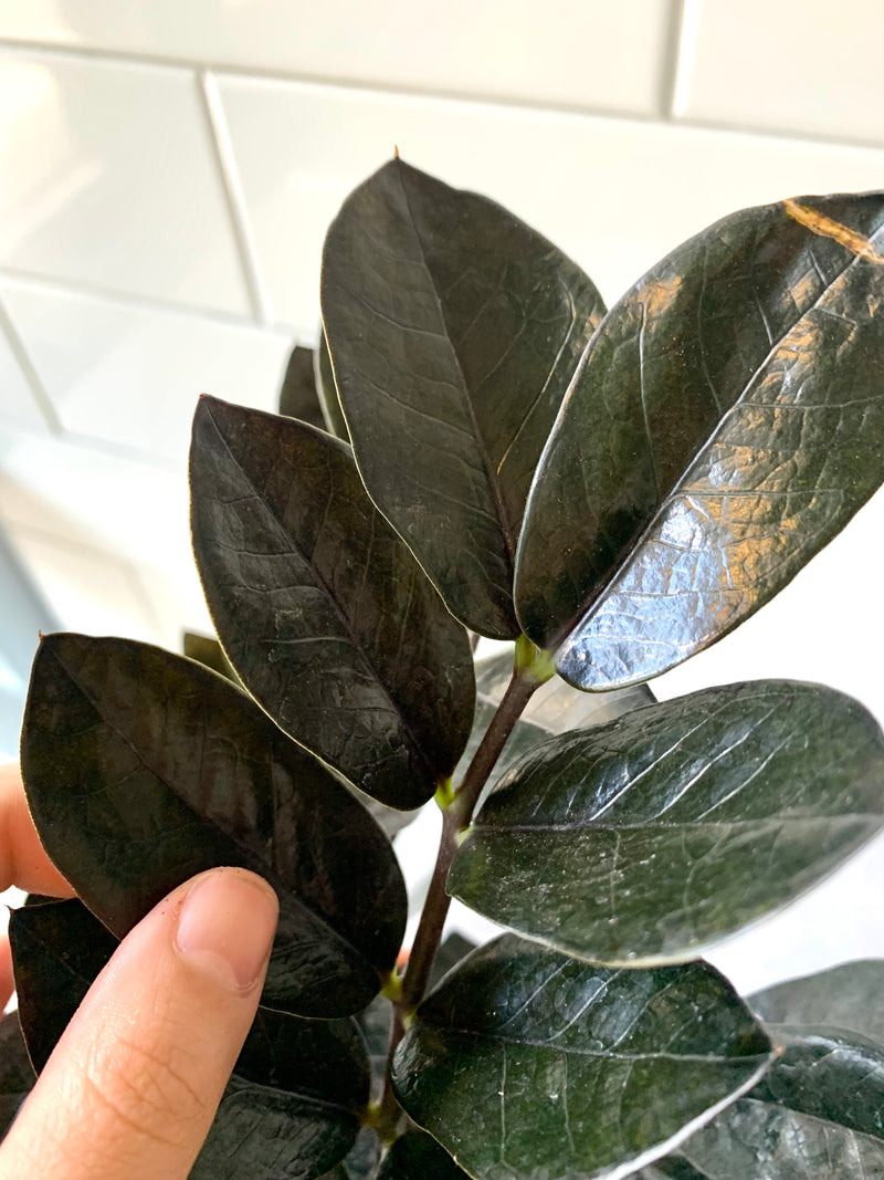 ZZ plant- Zamioculcas zamiifolia  Raven