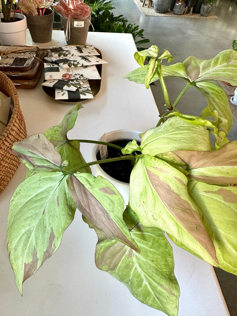 Syngonium "Strawberry Milk "
