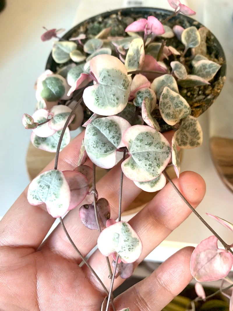 STRING variegated of hearts