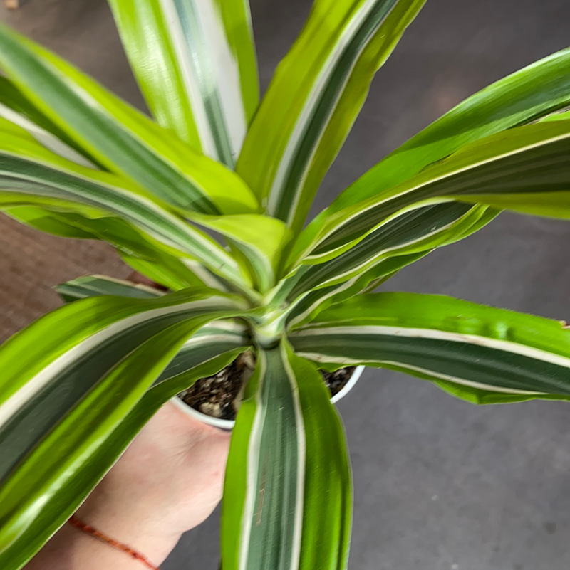 Dracaena lemon Lime