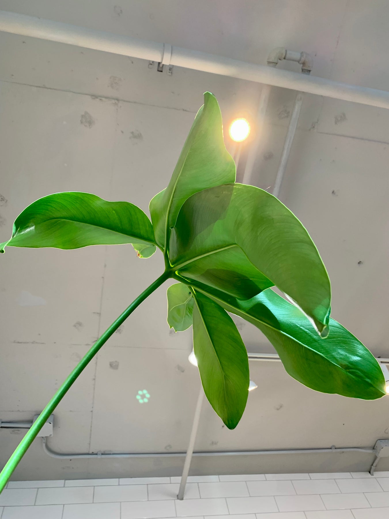 philodendron nobel care Philodendron