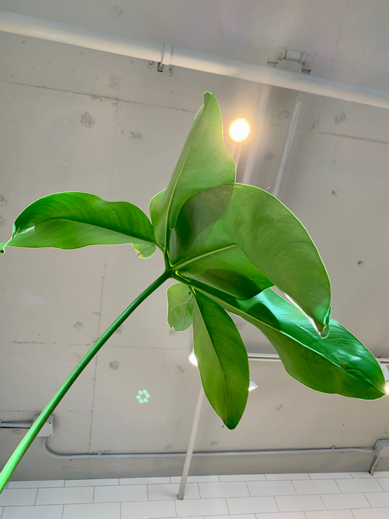 philodendron goeldii fun bun Philodendron