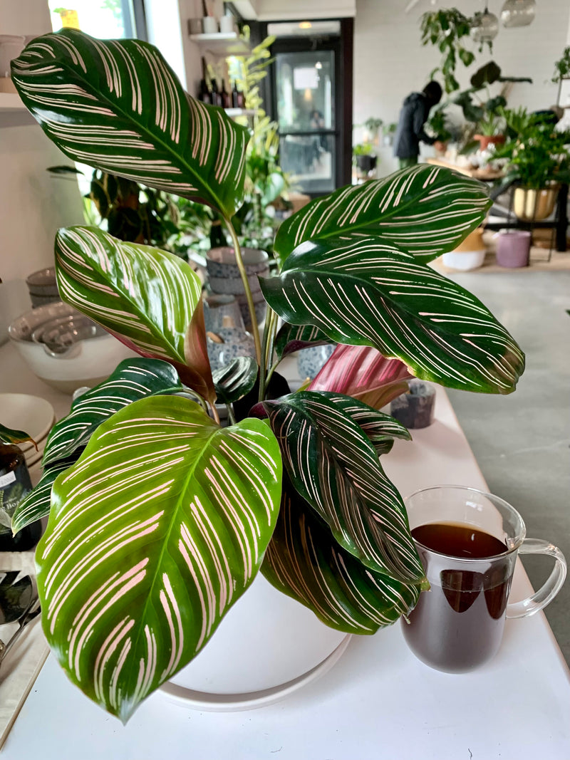 Calathea Ornata