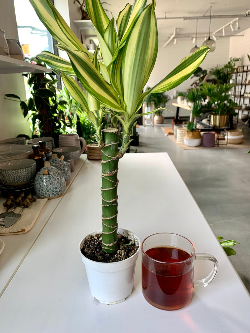 dracaena sol plant Dracaena