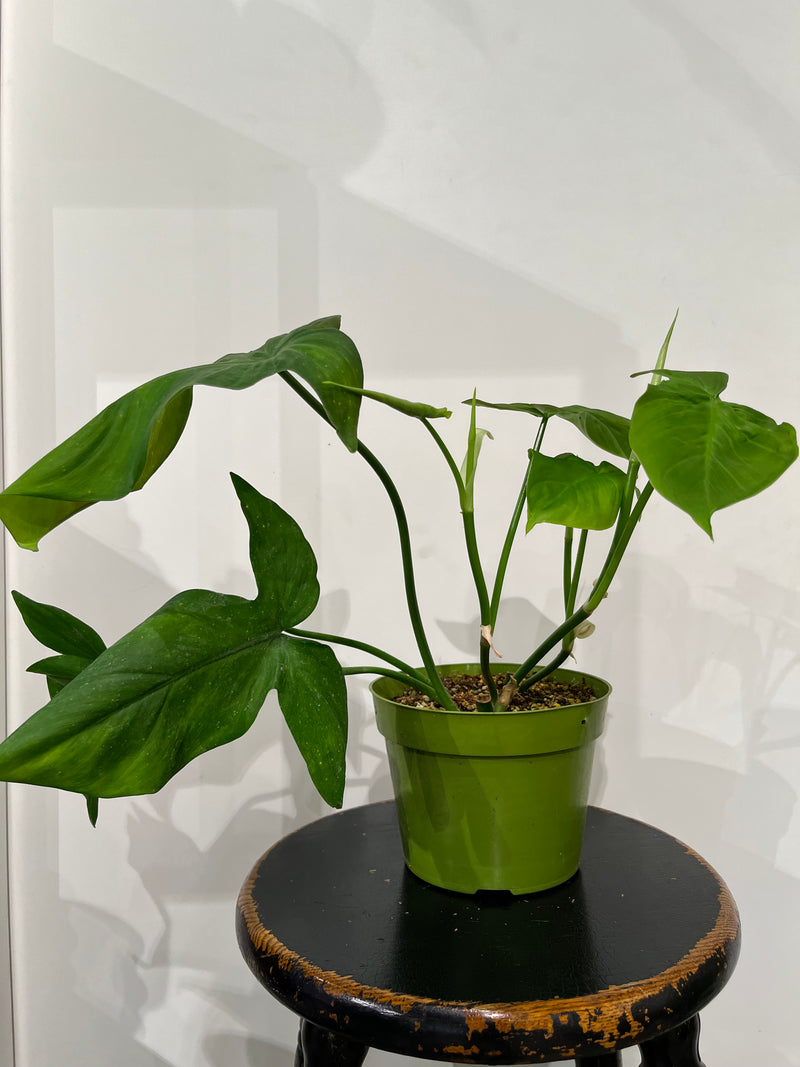 Philodendron | Camposportoanum