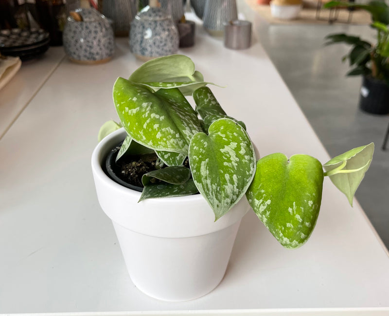 Scindapsus Silver Anne- Pothos Satin