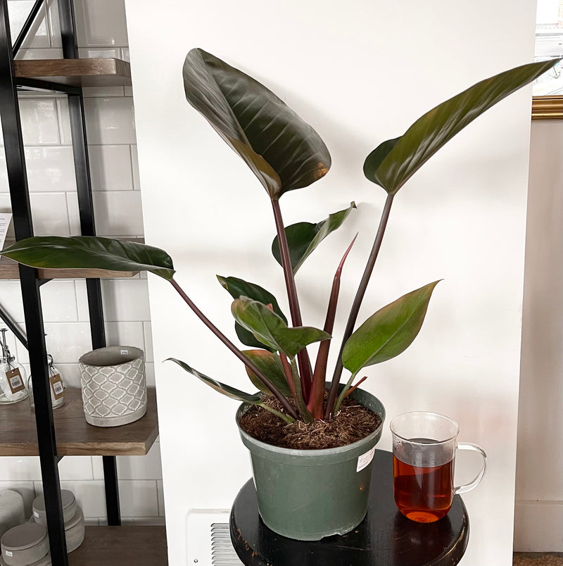 Philodendron Congo Rojo