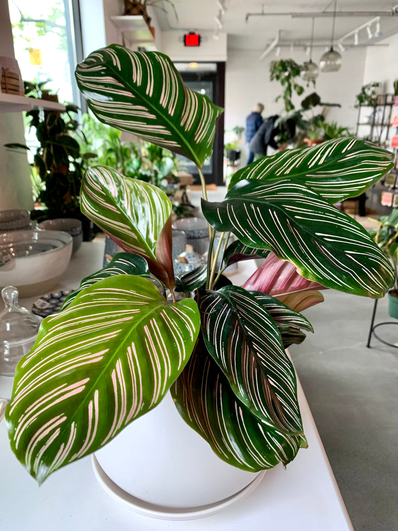 Calathea Ornata