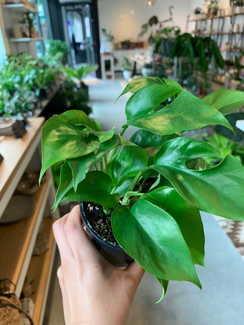 Rhapidophora Tetrasperma (Mini Monstera)