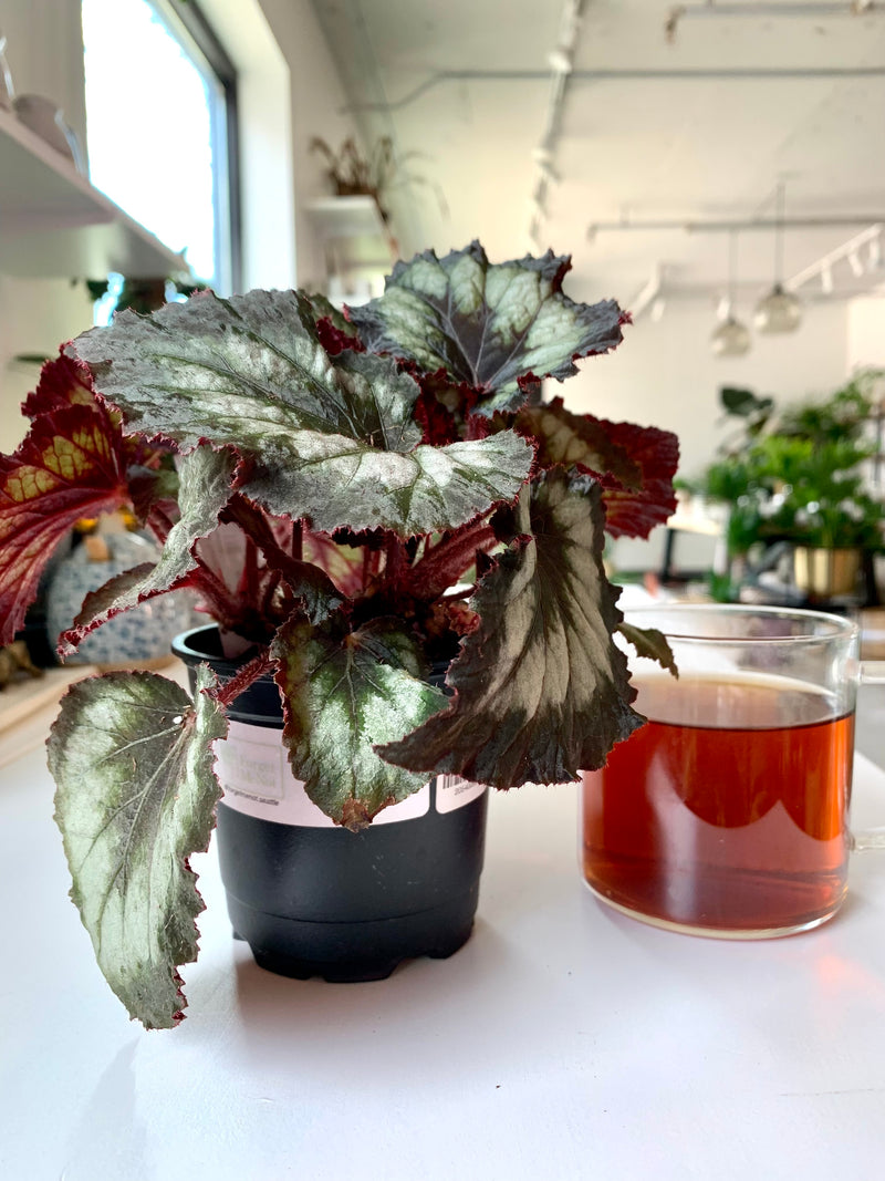 Begonia Rex Dips Tuxedo