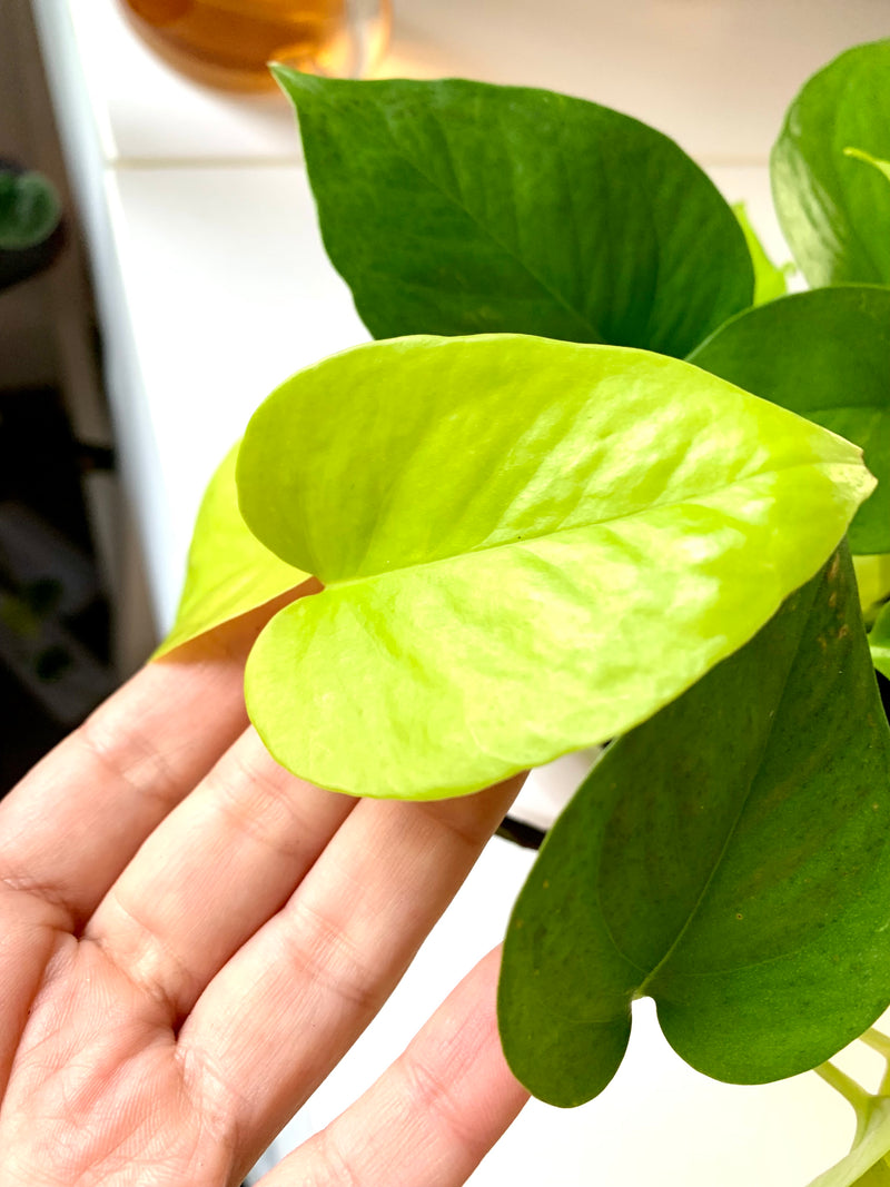 Pothos Neon