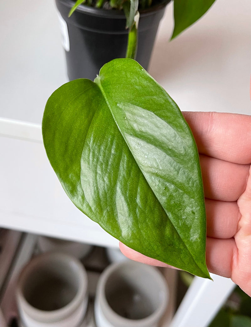 emerald vs jade pothos House Plant 4-POTHOS- Queen Pothos Plant in 4 in. Pot