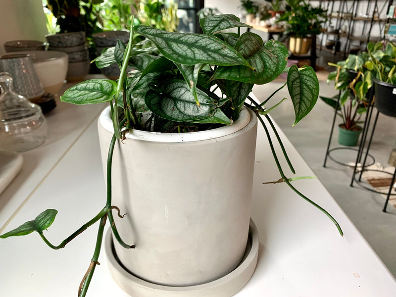 Monstera Siltepecana