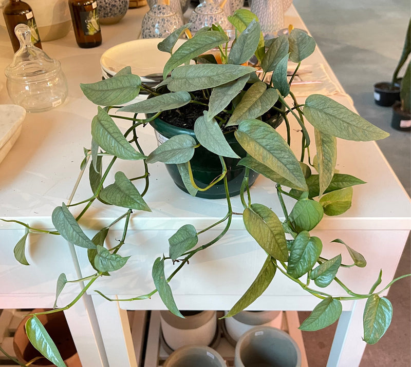 Pothos Cebu Blue - Epipremnum Pinnatum