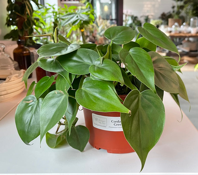 Philodendron Cordatum Green