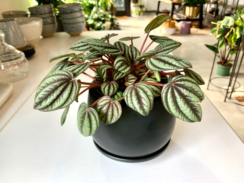 Peperomia Peacock