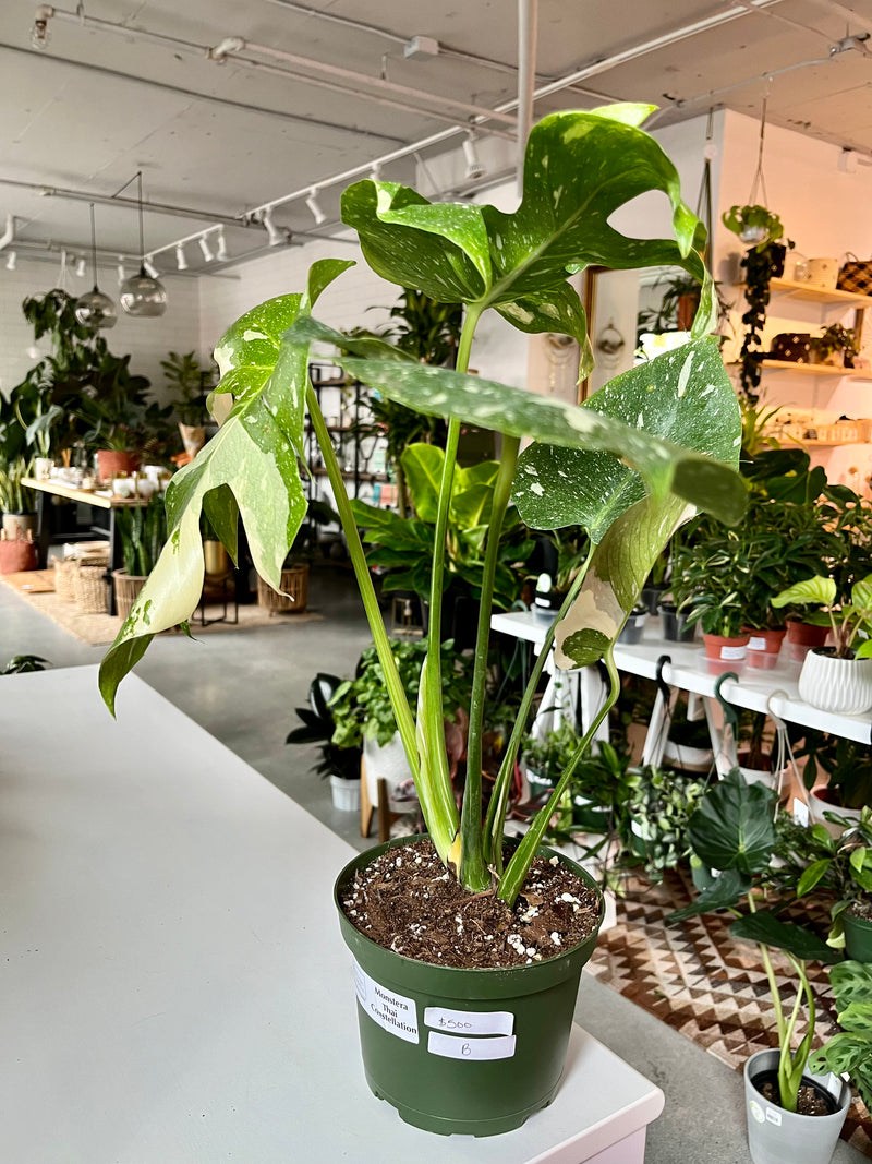 Monstera Thai Constellation