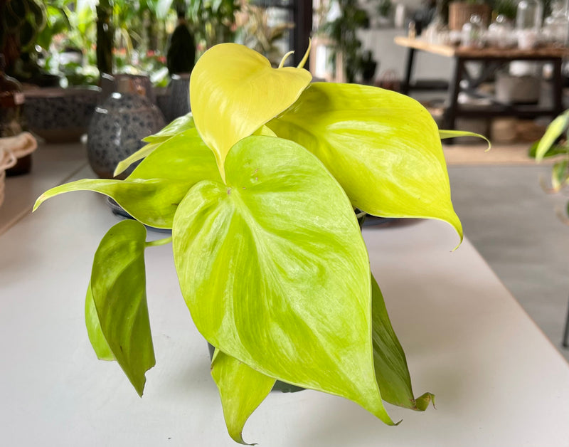 Philodendron Cordatum Lemon