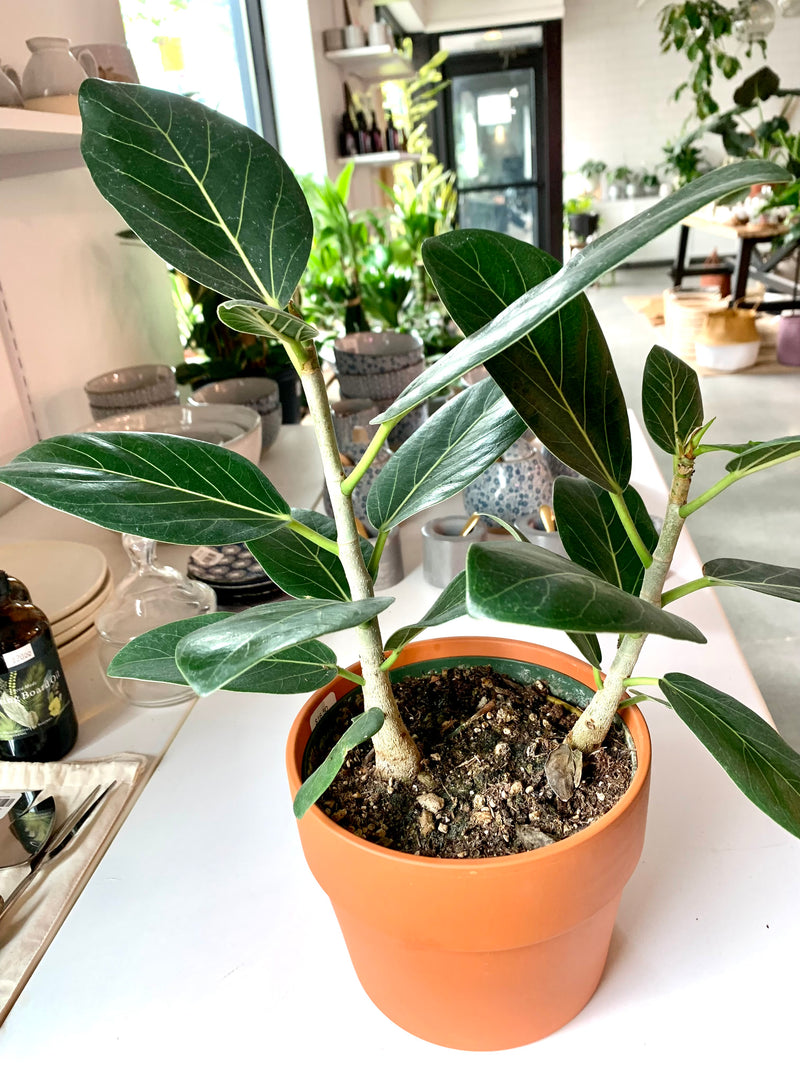 Ficus Audrey