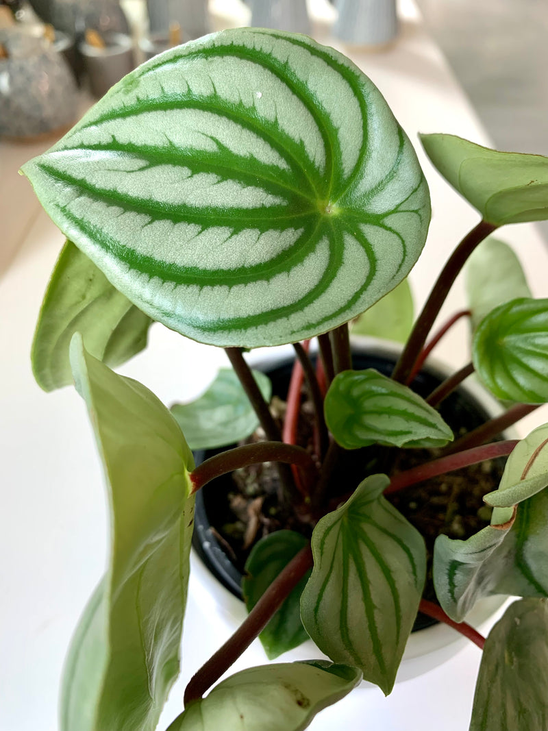 Peperomia Watermelon