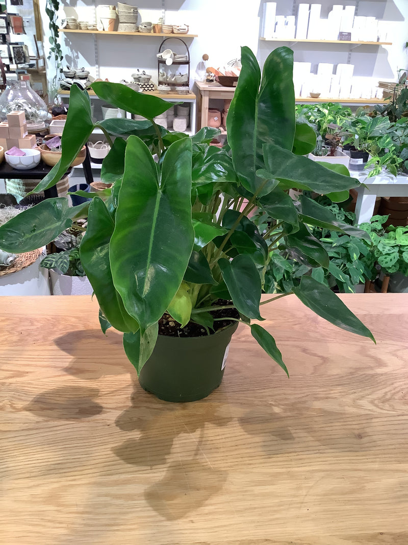 Philodendron &