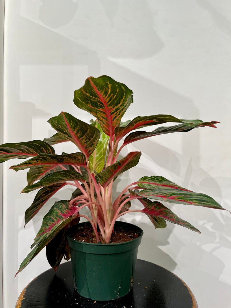 Aglaonema Ruby