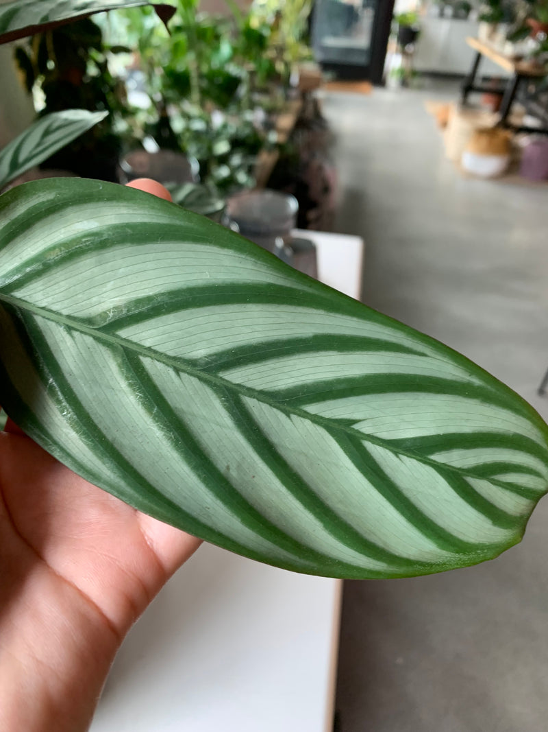 Ctenanthe | Lubbersiana