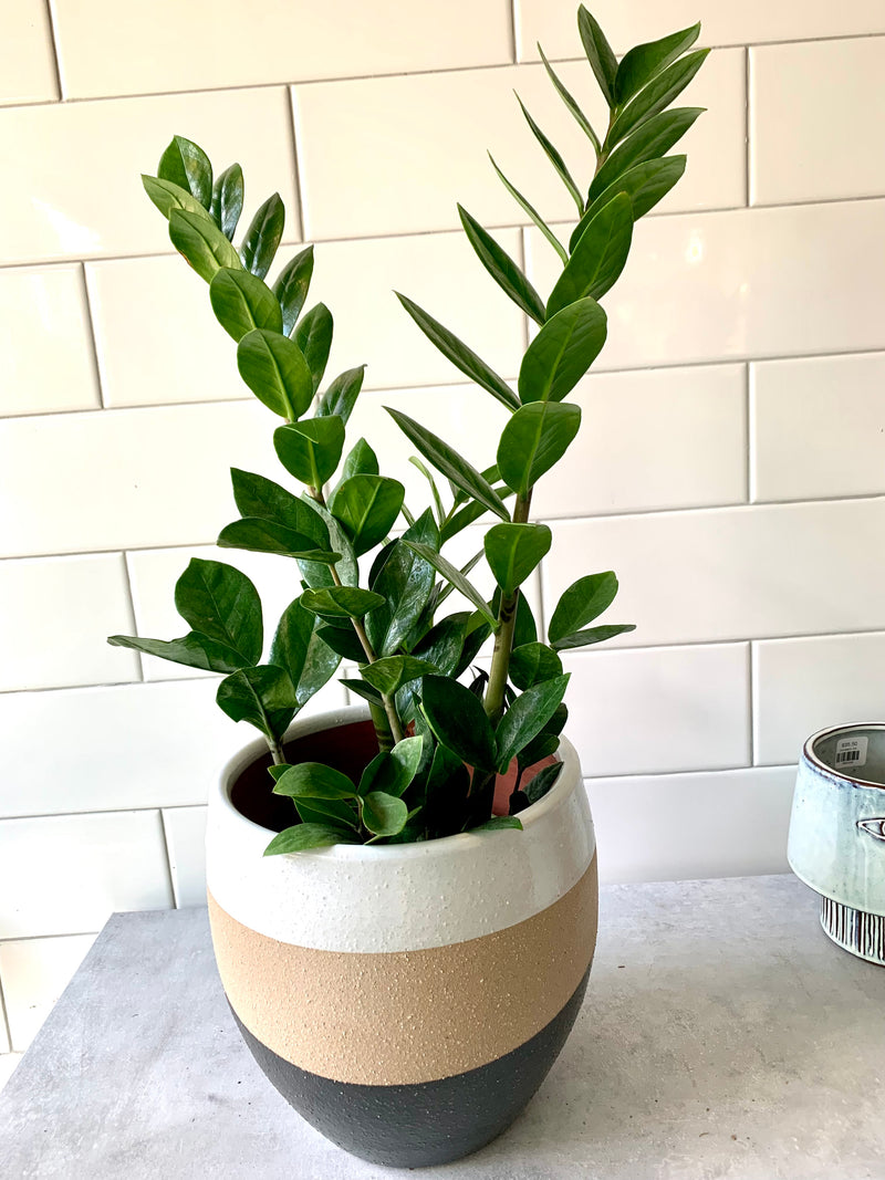 ZZ Plant- Zamioculcas zamiifolia