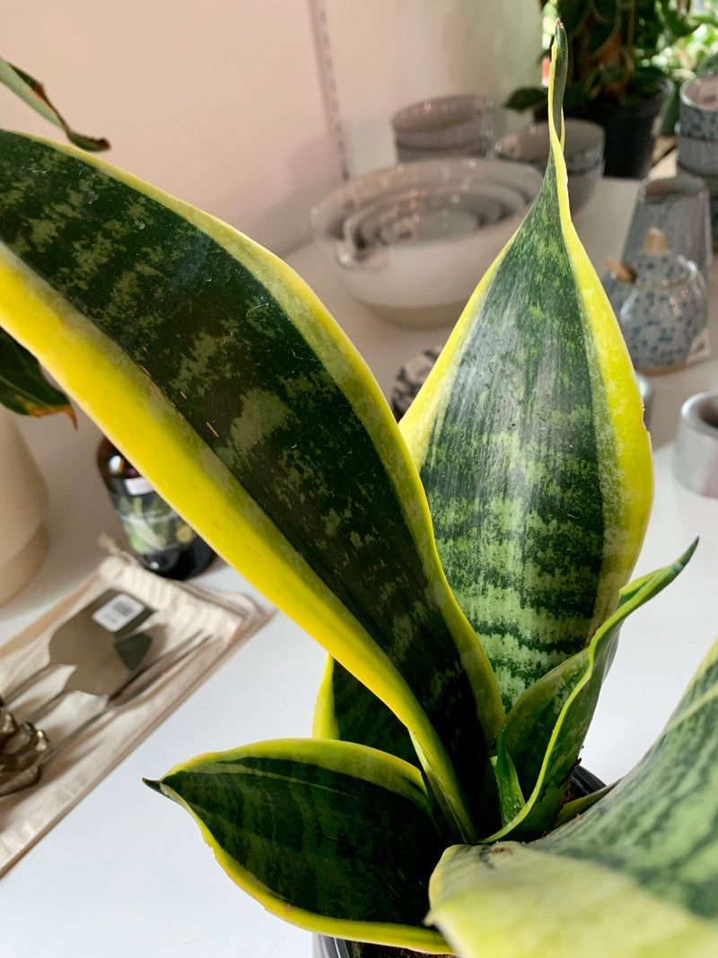 Sansevieria - Futura Superba