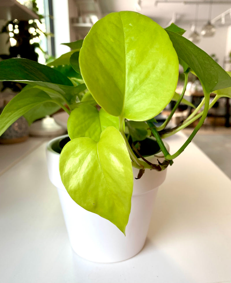 Pothos Neon