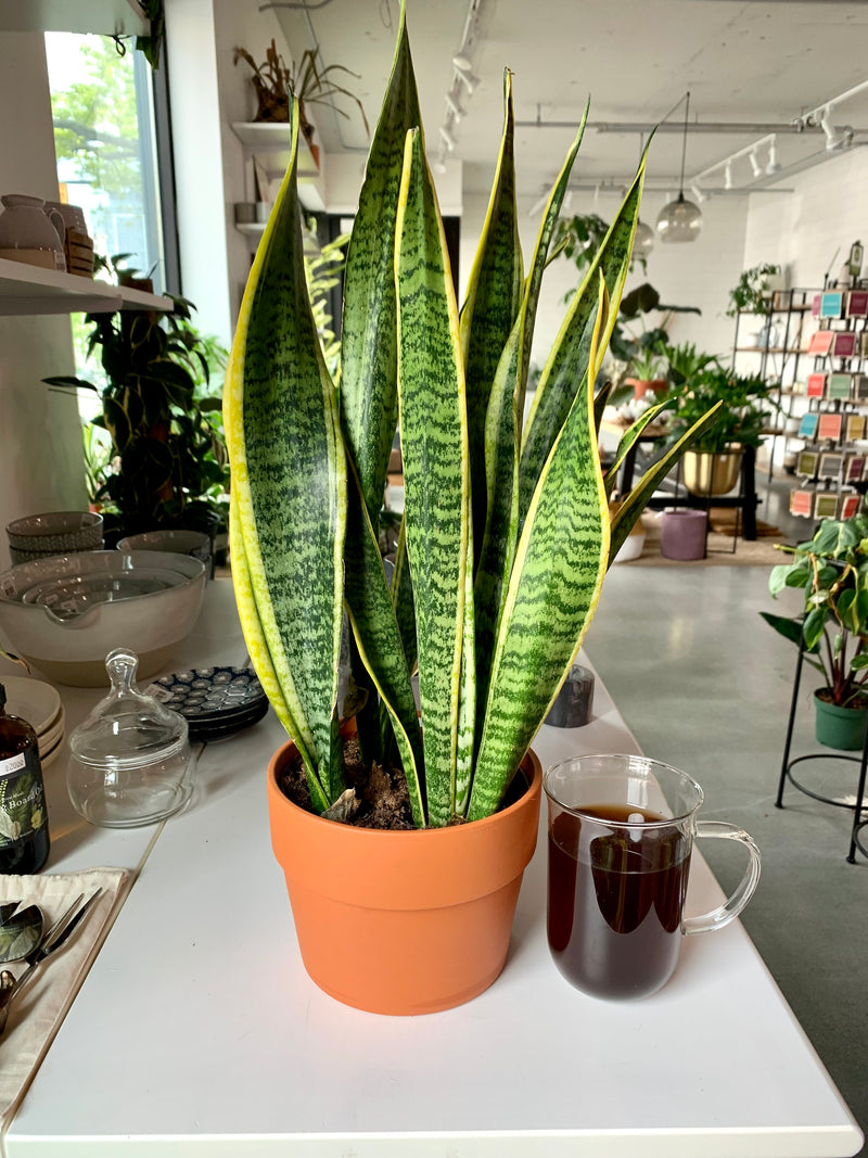 Sansevieria Laurentii