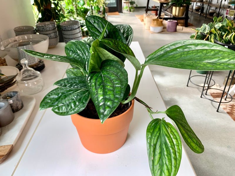 Monstera Peru