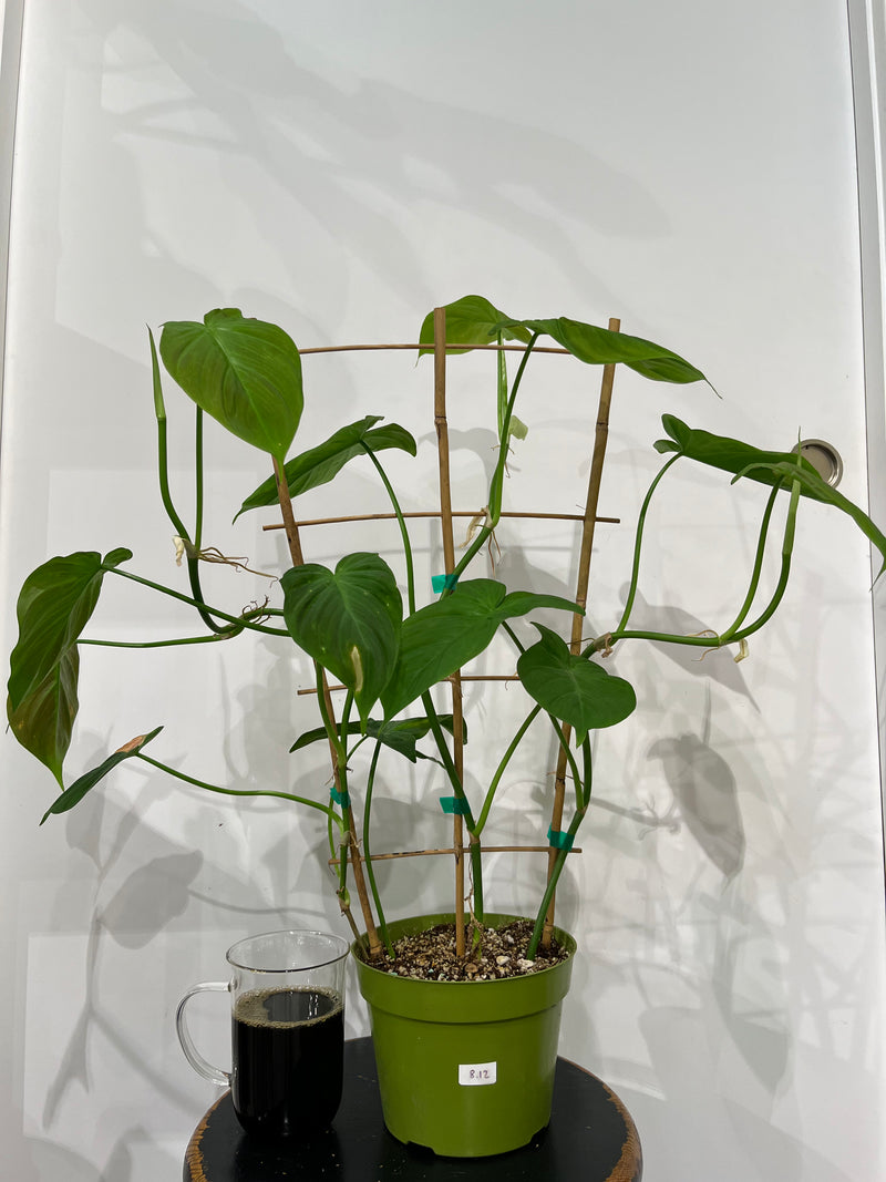 Philodendron | Camposportoanum