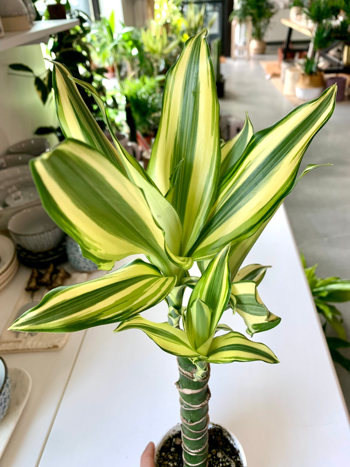 dracaena sted sol cane Dracaena