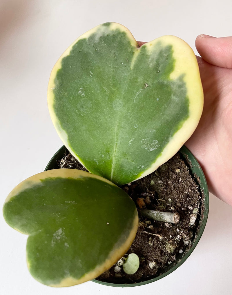 Hoya Kerri | Varigated