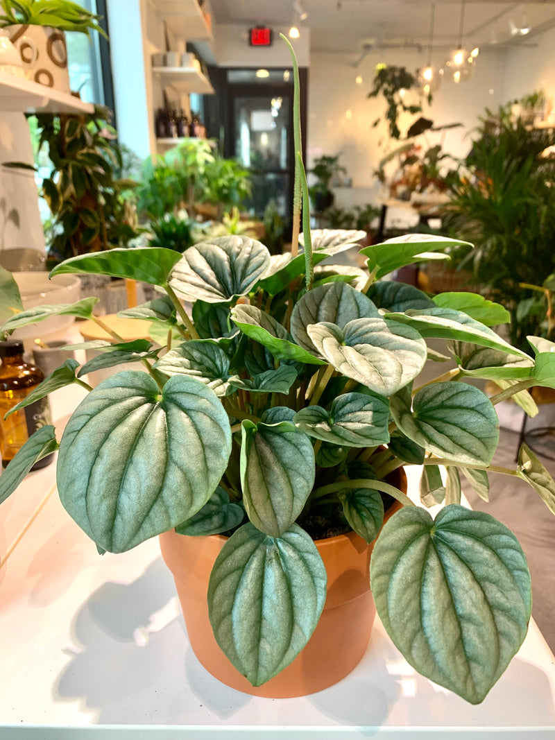 Peperomia Frost