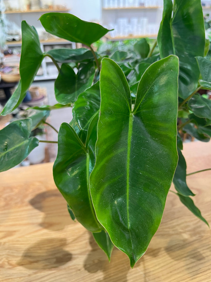 Philodendron &