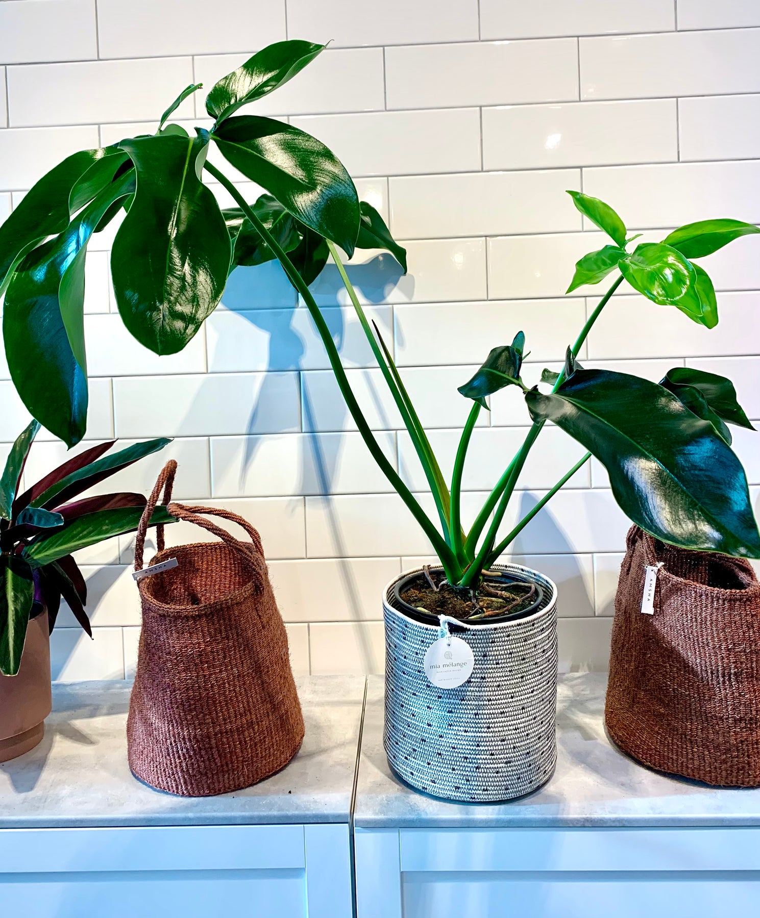 philodendron fun bun Philodendron