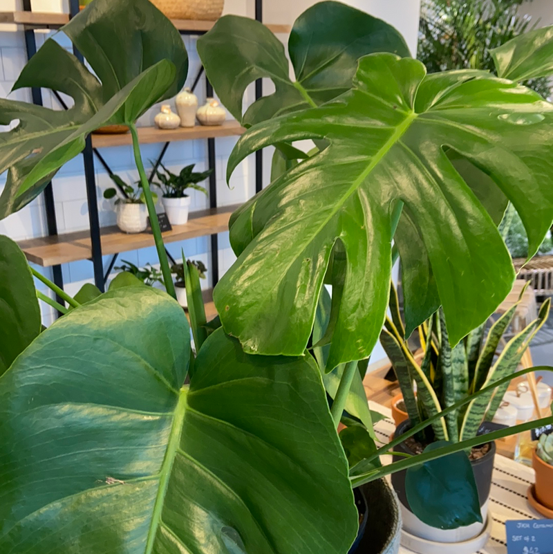 Monstera Deliciosa