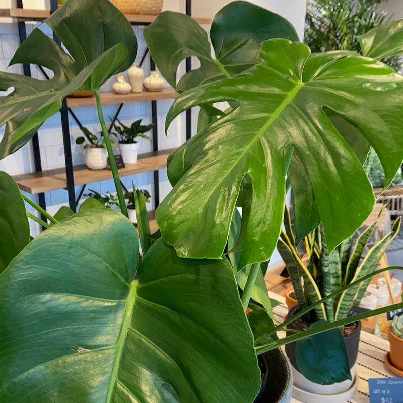 monstera plant seattle Monstera