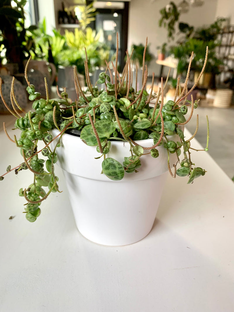 Peperomia Prostata - String of Turtles