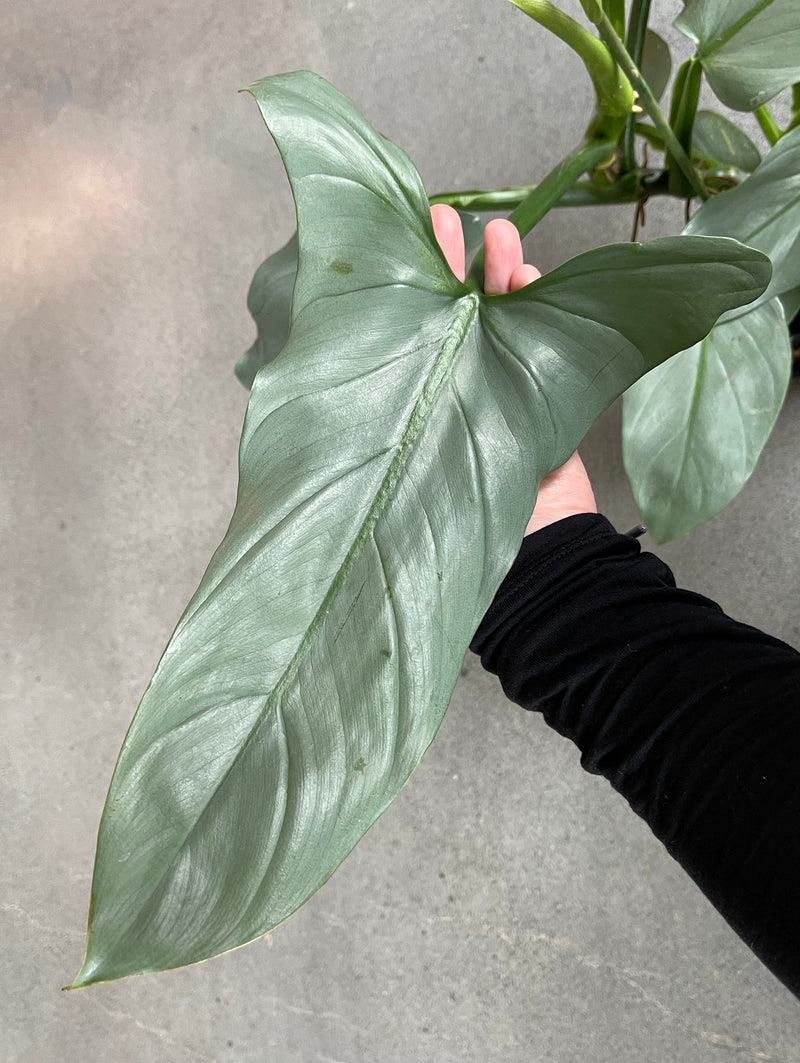 Philodendron Silver Sword