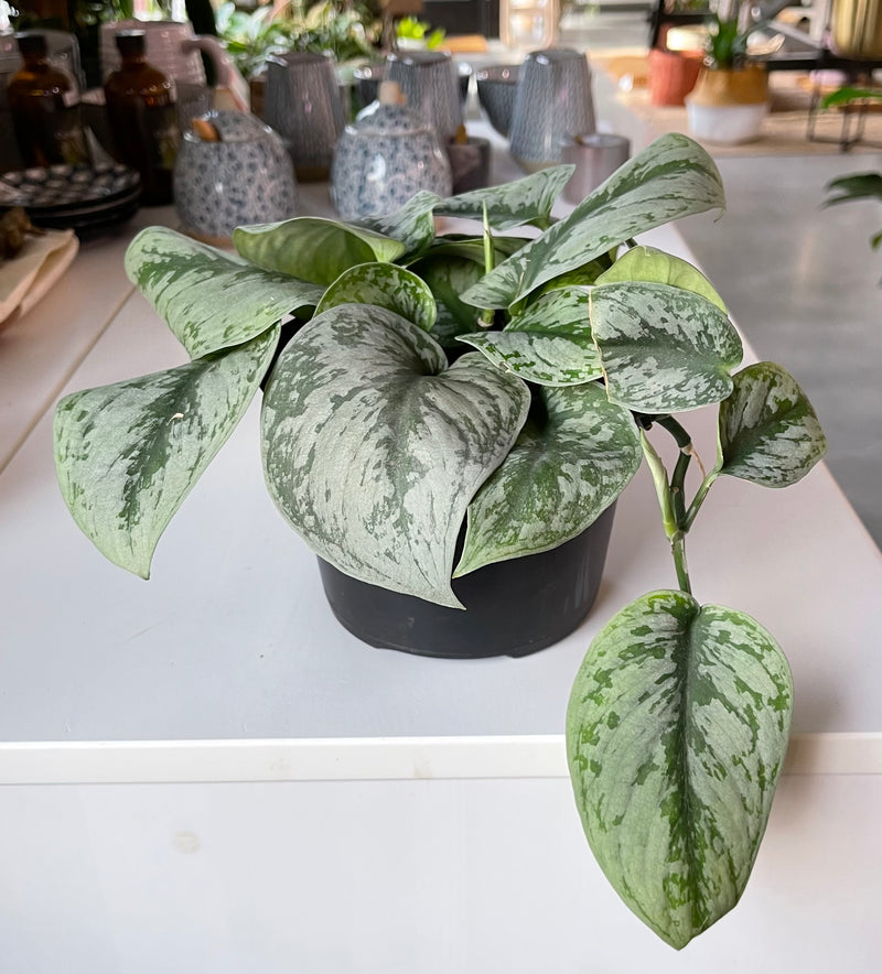 Scindapsus Pictus Exotica- Pothos Satin