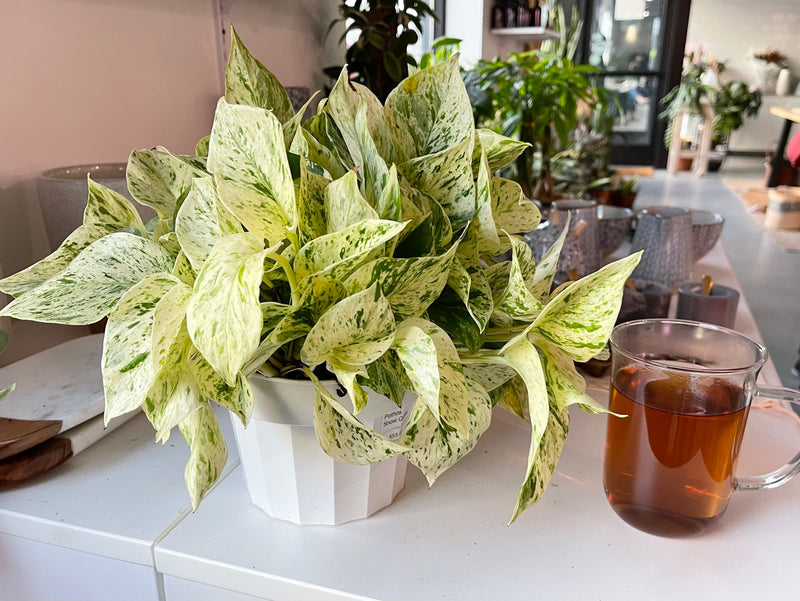 Pothos Snow Queen